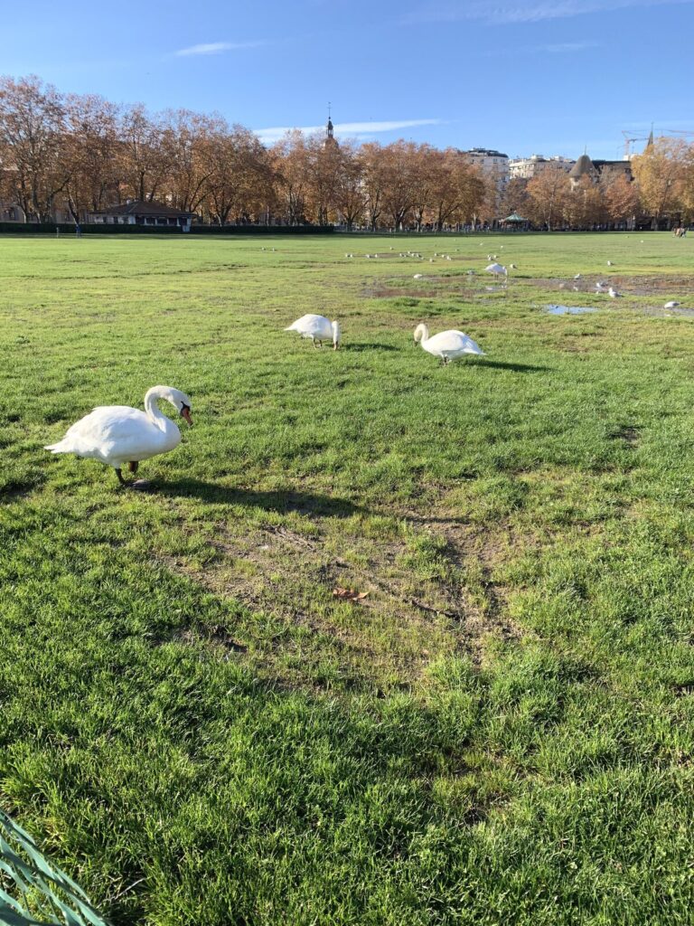 アヌシー ル・パキエ公園の芝生で過ごす白鳥たち