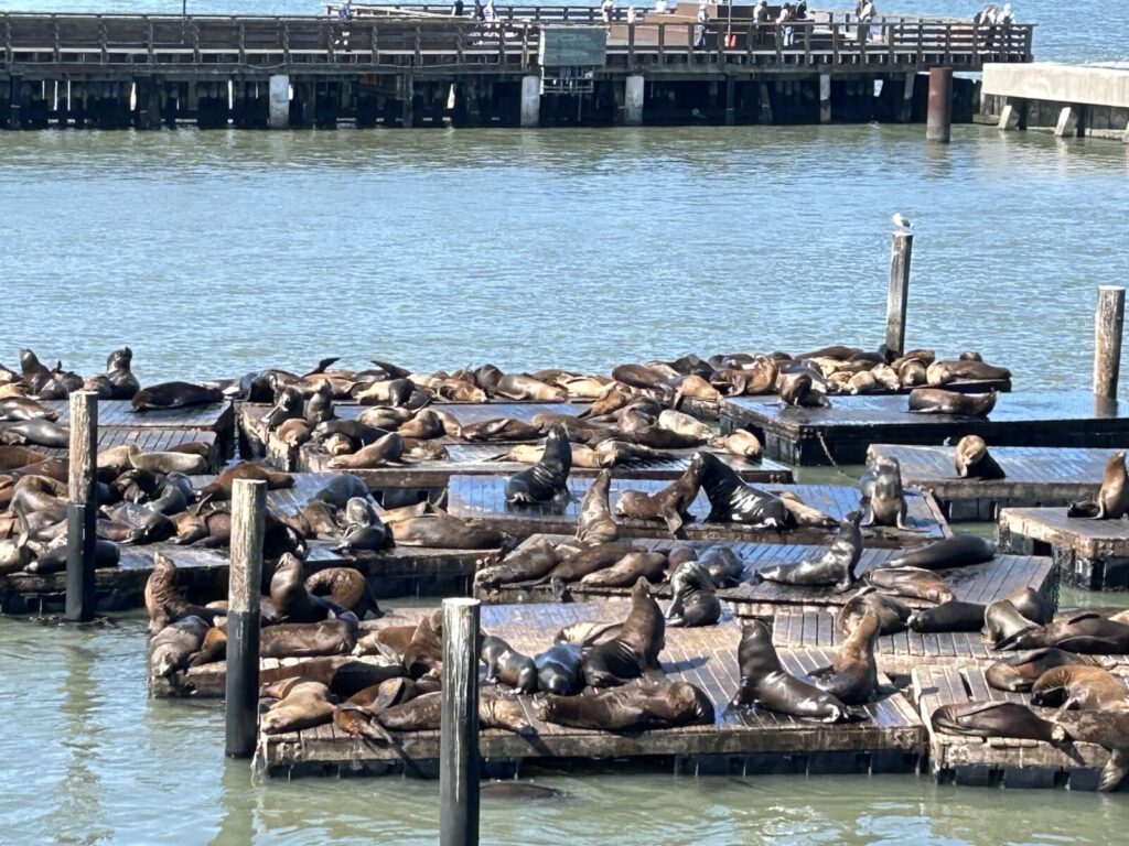 Pier 39 アシカの群れ